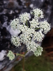 Seseli leucospermum