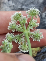Seseli leucospermum