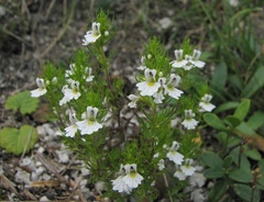 Euphrasia cuspidata