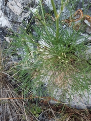 Seseli leucospermum