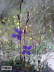 Heliophila digitata