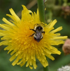Bombus cullumanus