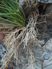 Seseli leucospermum