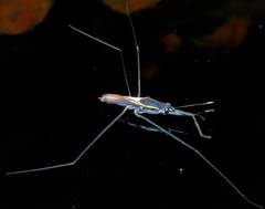 Aquarius distanti