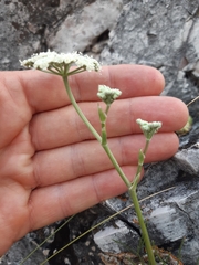 Seseli leucospermum