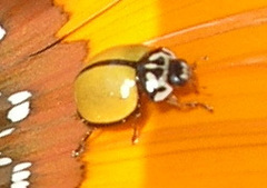 Oenopia cuneata