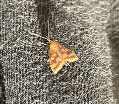 Pyrausta phoenicealis