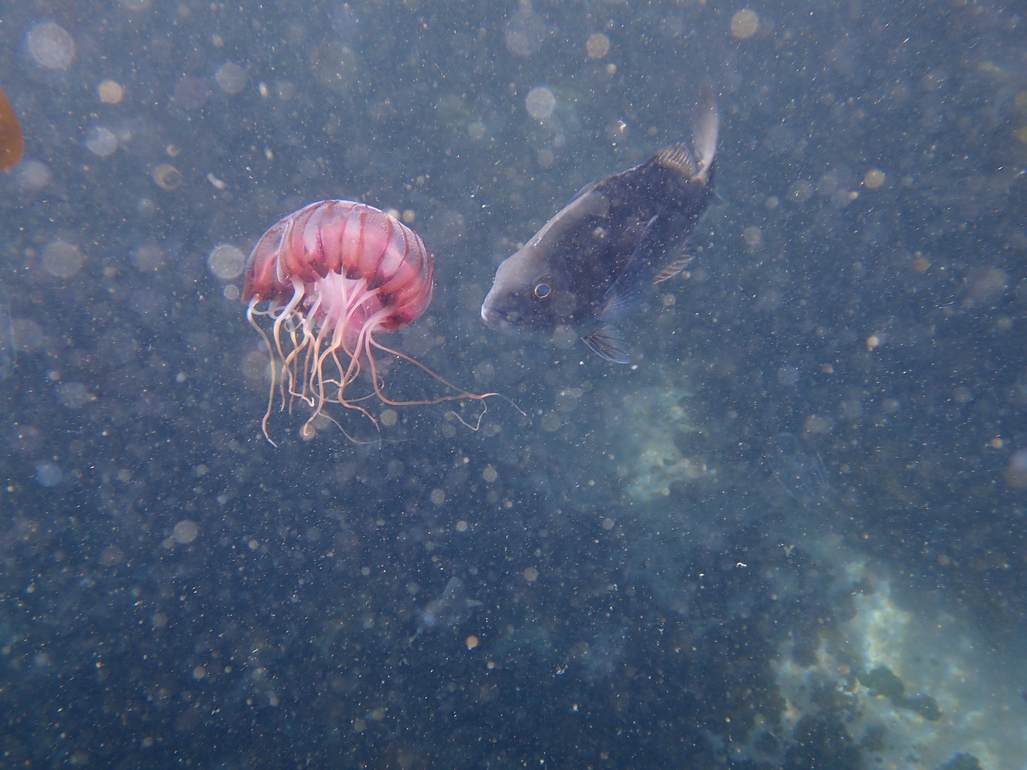 Chrysaora agulhensis Ras, Neethling, Engelbrecht, Morandini, Bayha, Skrypzeck & Gibbons, 2020