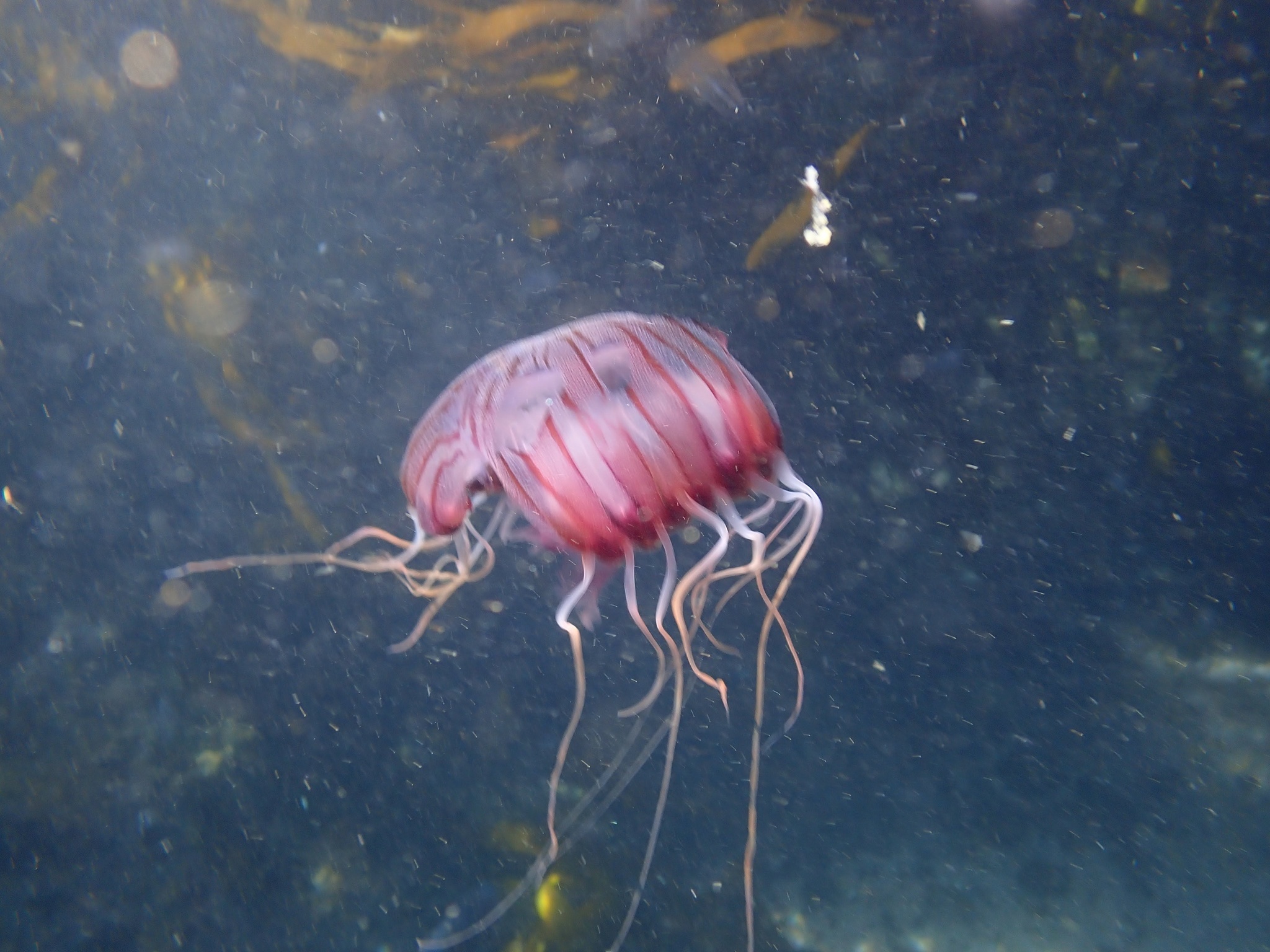 Chrysaora agulhensis Ras, Neethling, Engelbrecht, Morandini, Bayha, Skrypzeck & Gibbons, 2020