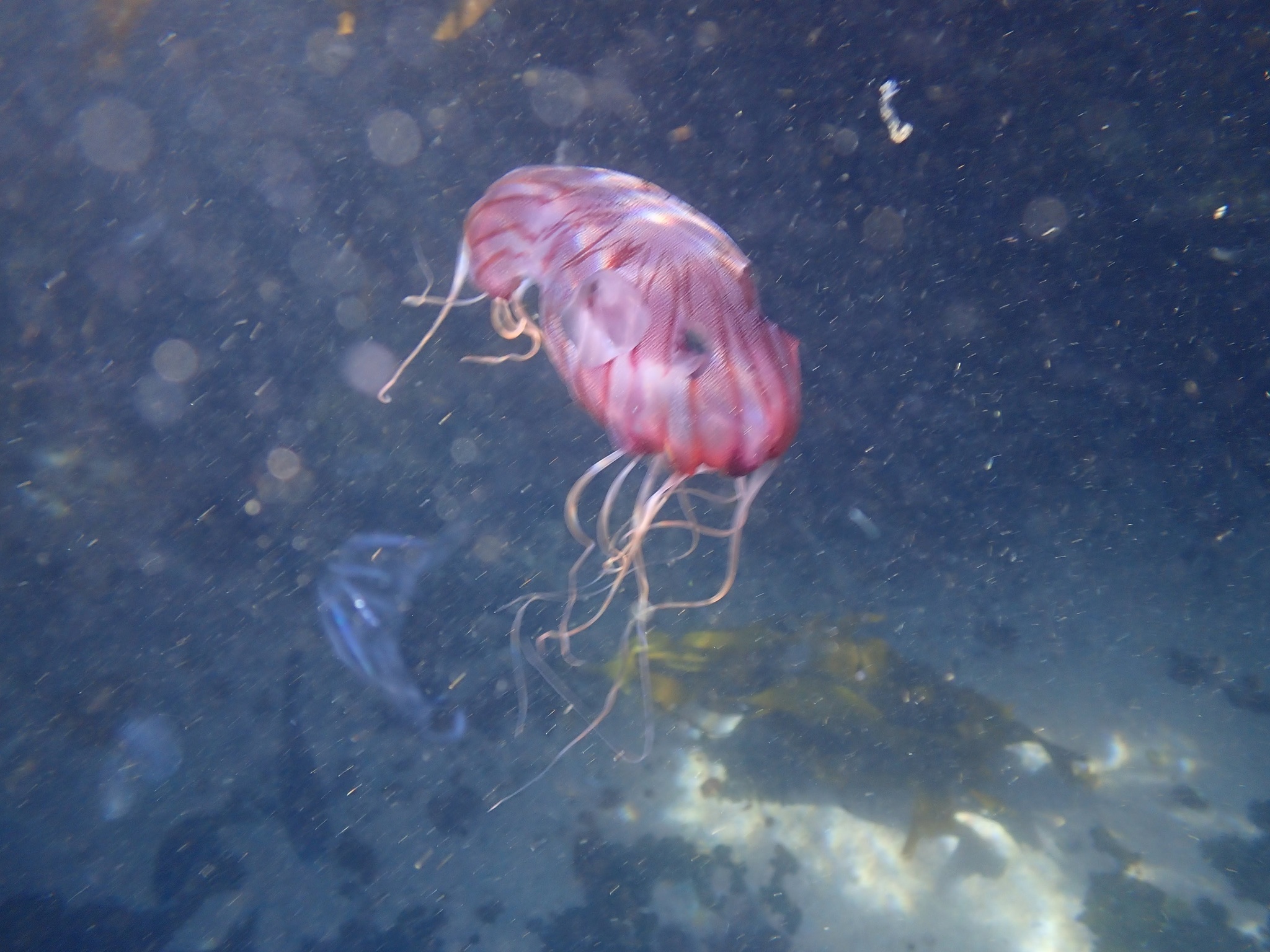 Chrysaora agulhensis Ras, Neethling, Engelbrecht, Morandini, Bayha, Skrypzeck & Gibbons, 2020