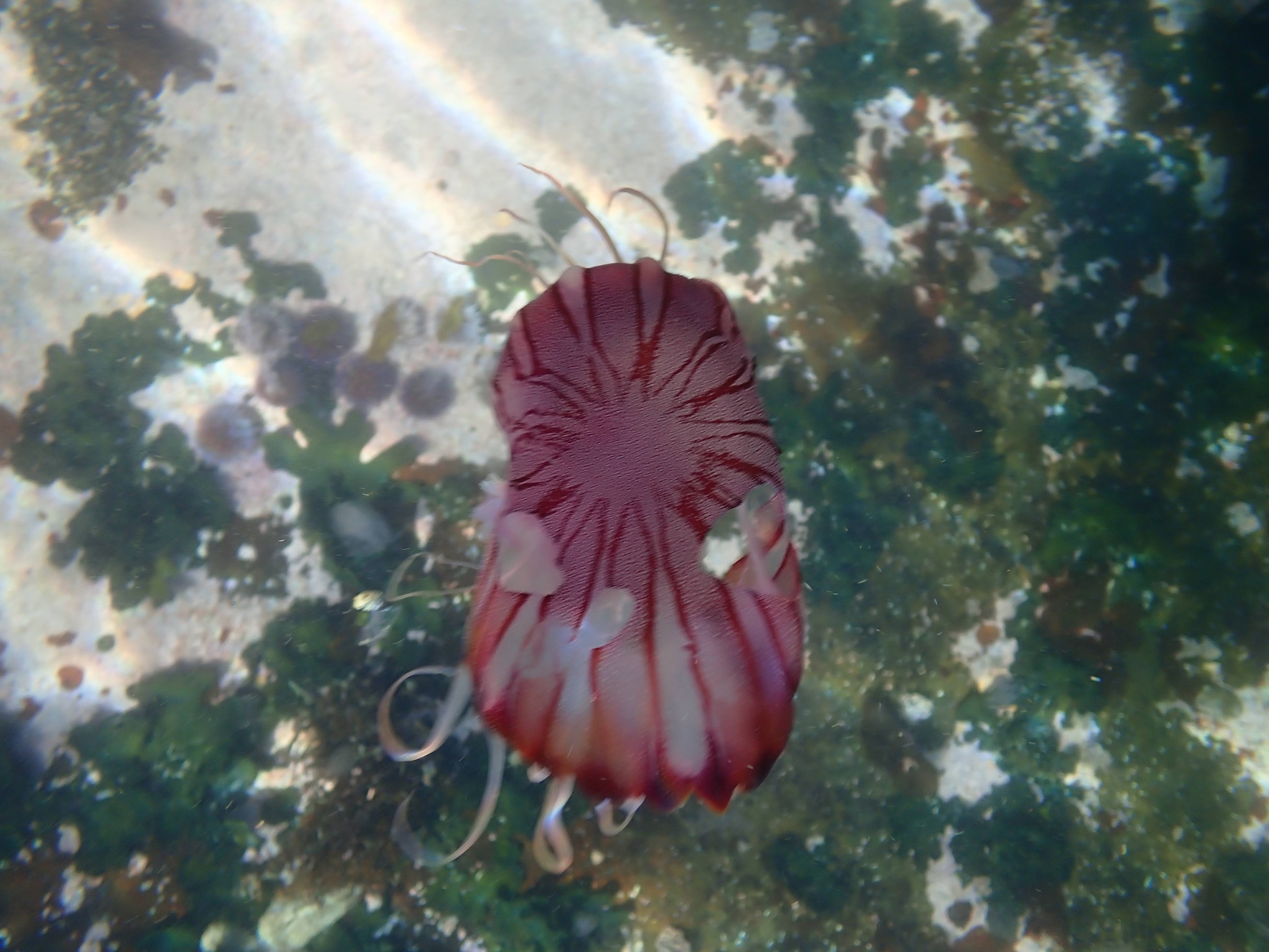 Chrysaora agulhensis Ras, Neethling, Engelbrecht, Morandini, Bayha, Skrypzeck & Gibbons, 2020