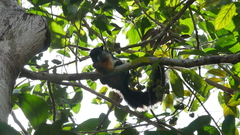 Callosciurus prevostii