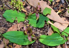 Chiloglottis × pescottiana