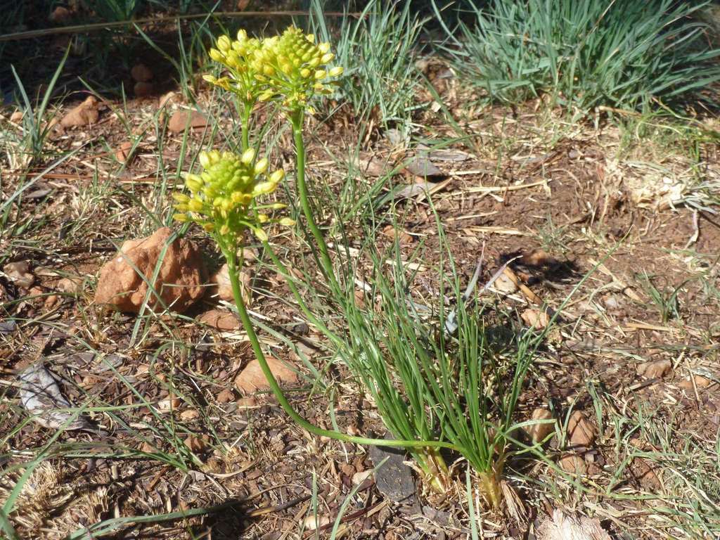scented grass bulbine