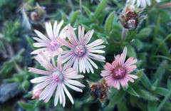 Trichodiadema strumosum