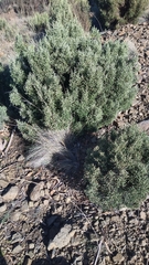 Ozothamnus scutellifolius