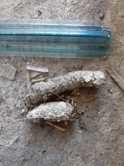 Genetta tigrina tigrina