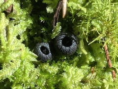 Plectania platensis