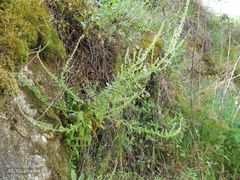 Anarrhinum duriminium
