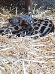 Genetta tigrina tigrina