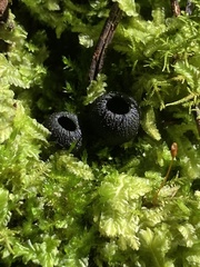 Plectania platensis