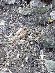 Genetta tigrina tigrina