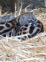 Genetta tigrina tigrina