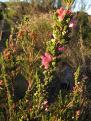 Erica verticillata