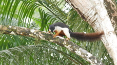 Callosciurus prevostii