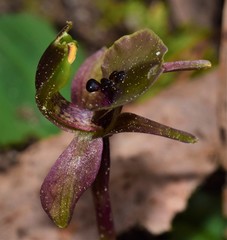Chiloglottis × pescottiana