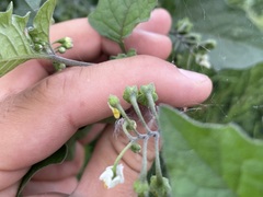 Solanum nigrum