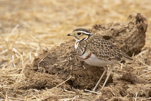 Three-banded Courser