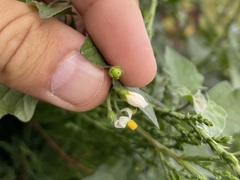 Solanum nigrum