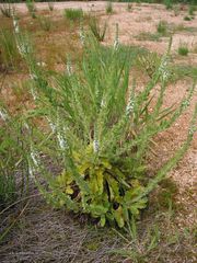 Anarrhinum duriminium