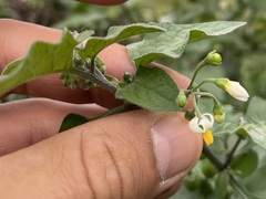 Solanum nigrum