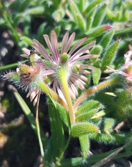 Trichodiadema strumosum