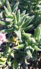 Trichodiadema strumosum