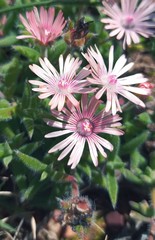 Trichodiadema strumosum