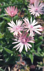 Trichodiadema strumosum