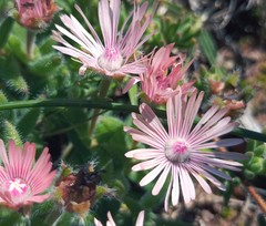 Trichodiadema strumosum