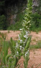 Anarrhinum duriminium