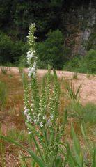 Anarrhinum duriminium