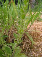Anarrhinum duriminium