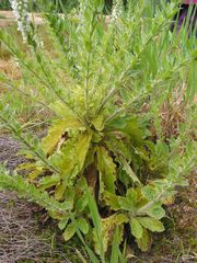 Anarrhinum duriminium