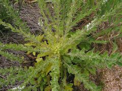 Anarrhinum duriminium