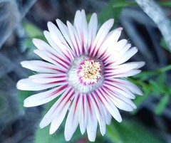 Trichodiadema strumosum