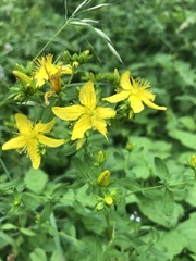Hypericum perforatum perforatum