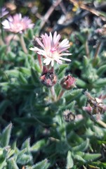 Trichodiadema strumosum