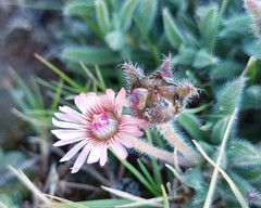 Trichodiadema strumosum