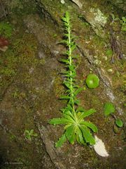Anarrhinum duriminium